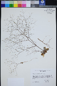 Eriogonum viscidulum image