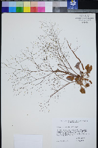Eriogonum viscidulum image