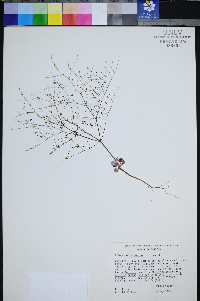 Eriogonum viscidulum image
