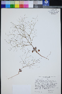 Eriogonum viscidulum image