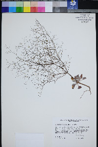 Eriogonum viscidulum image