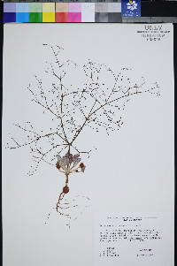 Eriogonum viscidulum image