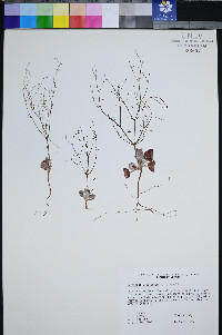 Eriogonum viscidulum image