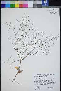 Eriogonum viscidulum image