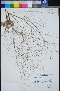 Eriogonum viscidulum image