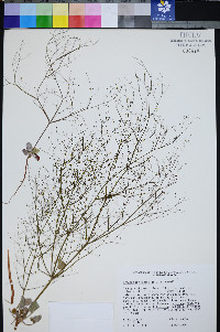 Eriogonum viscidulum image