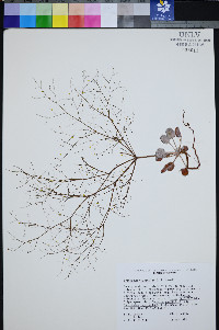 Eriogonum viscidulum image