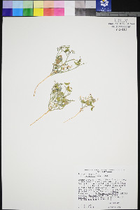 Astragalus geyeri image