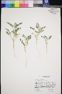 Astragalus geyeri image