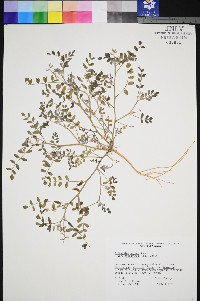 Astragalus geyeri image