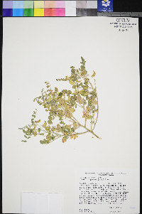 Astragalus geyeri image