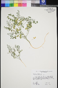 Astragalus geyeri image