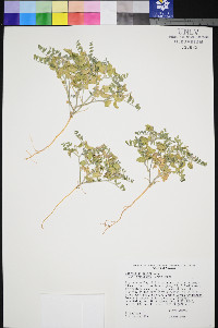 Astragalus geyeri image
