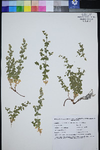 Galium hilendiae subsp. kingstonense image