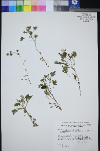 Phacelia laxiflora image