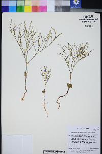 Johanneshowellia puberula image