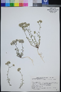 Ipomopsis congesta image