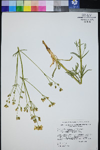 Frasera albomarginata image