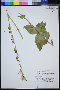 Penstemon palmeri image