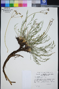 Peucedanum graveolens image