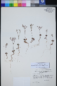 Johanneshowellia puberula image