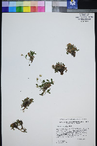 Erigeron uncialis image