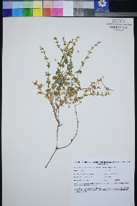 Galium hilendiae subsp. kingstonense image