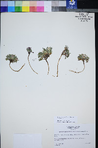 Townsendia jonesii var. tumulosa image