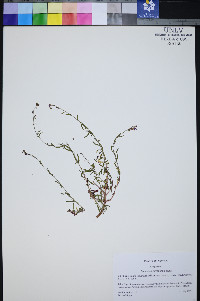 Epilobium nevadense image
