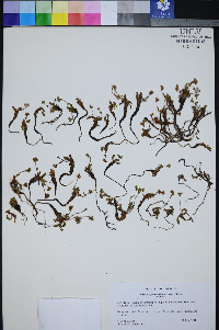 Ivesia cryptocaulis image