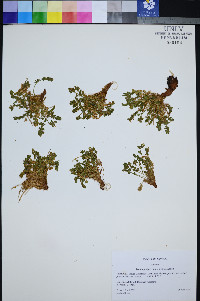 Ivesia jaegeri image