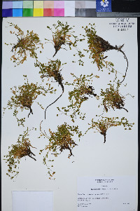 Ivesia jaegeri image