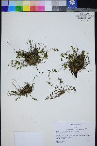 Ivesia jaegeri image