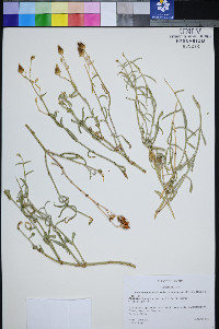 Penstemon fruticiformis subsp. amargosae image