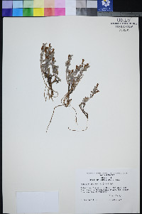 Penstemon thompsoniae image