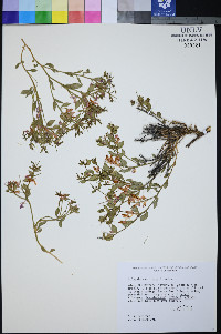 Rhinotropis subspinosa image