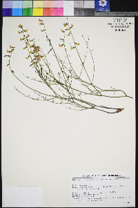 Astragalus convallarius image