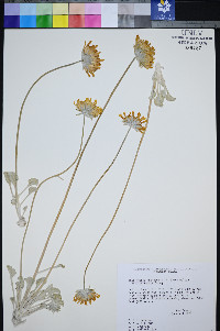 Enceliopsis nudicaulis image