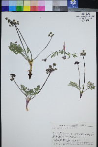 Lomatium ravenii image