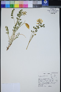 Astragalus oophorus image