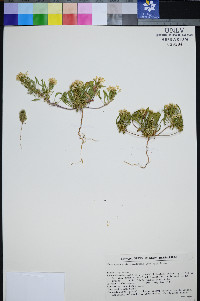 Eremothera nevadensis image