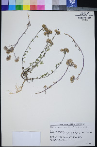Ipomopsis congesta subsp. congesta image