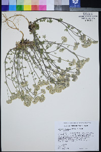 Ipomopsis congesta image