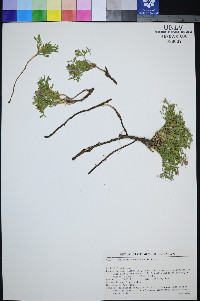 Rhinotropis subspinosa image