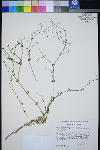 Galium hilendiae image