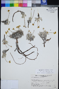 Eriogonum rosense var. beatleyae image
