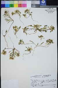 Eremothera nevadensis image