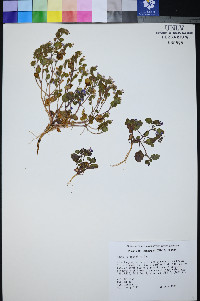 Phacelia mustelina image
