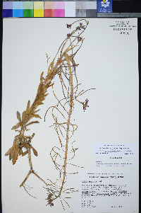 Boechera shockleyi image