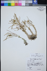 Boechera shockleyi image